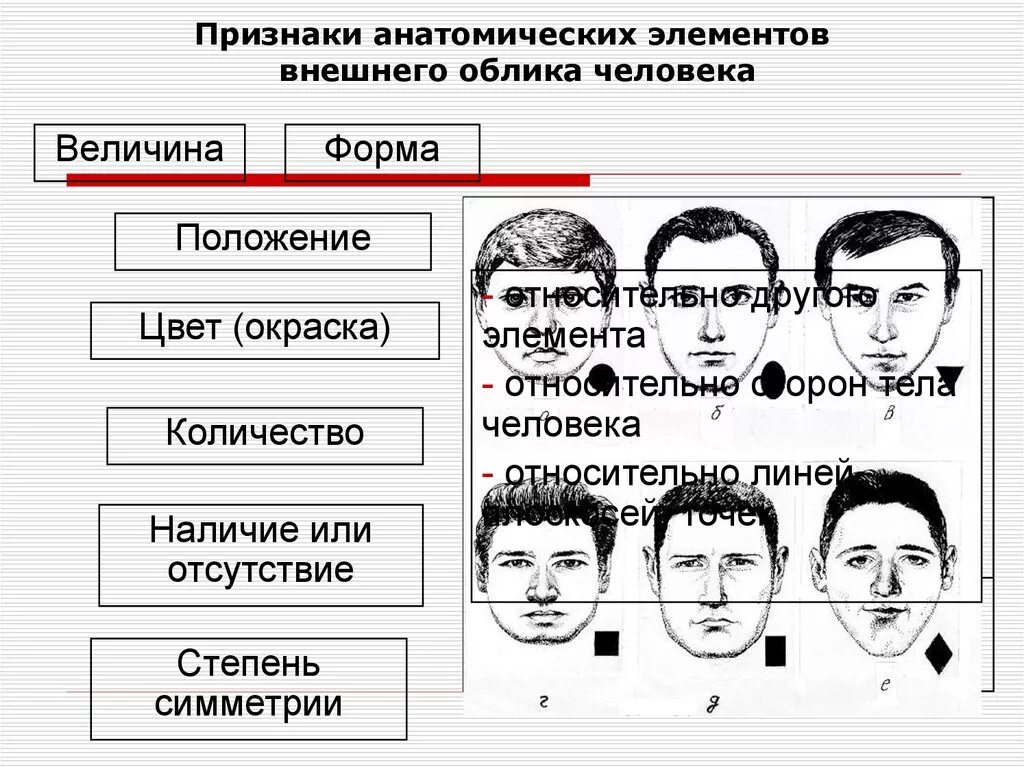 Люди современного типа признаки. Элемент внешности в криминалистике это. Элементы внешности габитоскопия. Элементы внешности человека криминалистика. Лицо по форме криминалистика.