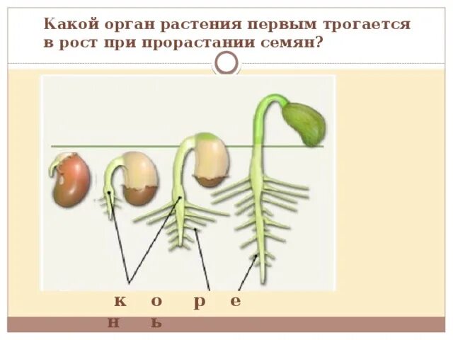 Корневая система фасоли. Тип корневой системы у фасоли. Какой Тип корневой системы у фасоли. При прорастании растения первым появляется. Какой орган появляется первым при прорастании.