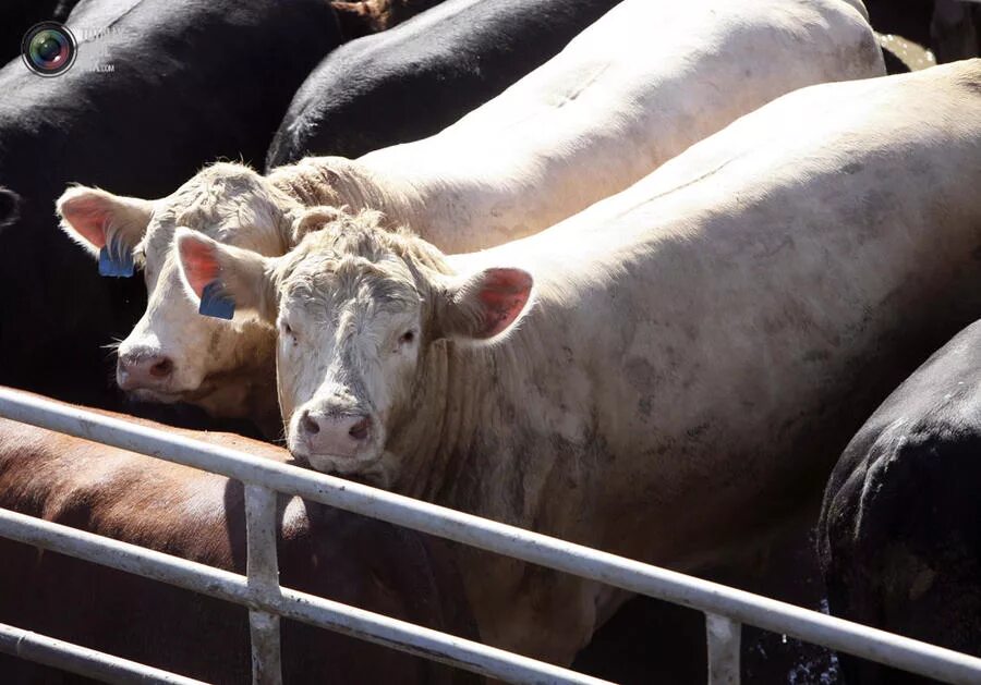 Сдать крс. Сельское хозяйство мордовии. 400 коров. Закупаем крс. Сдать крс.