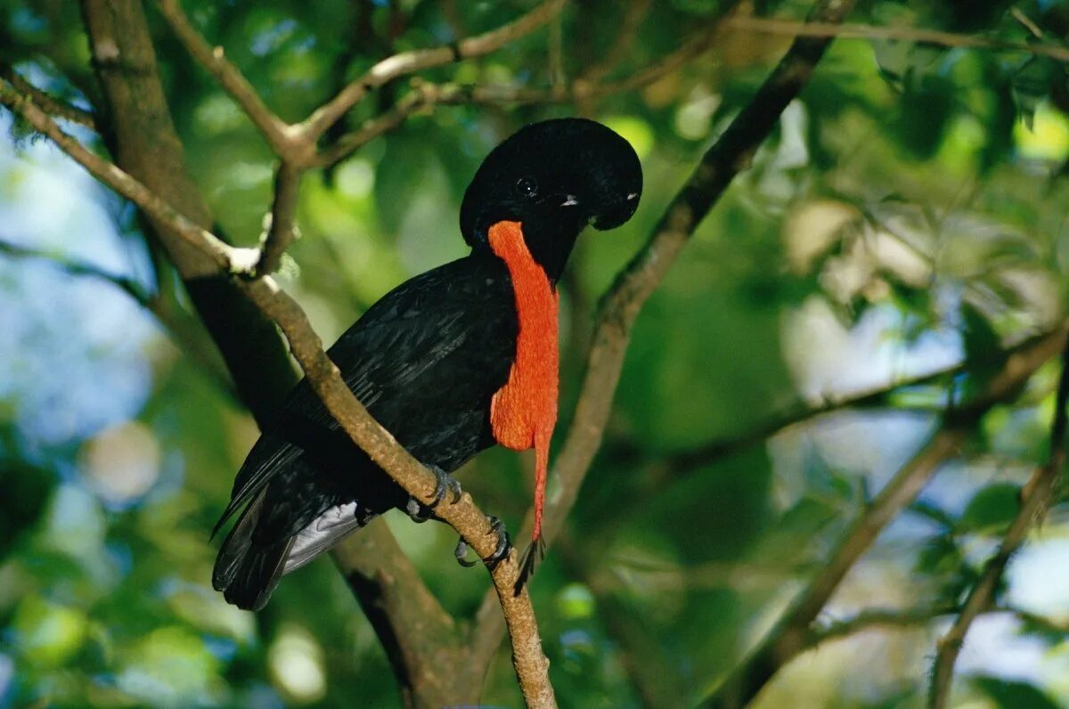 Зонтичная птица. Эквадорский ГОЛОВАЧ. Cephalopterus glabricollis. Амазонская зонтичная птица. Эквадорский ГОЛОВАЧ птица.