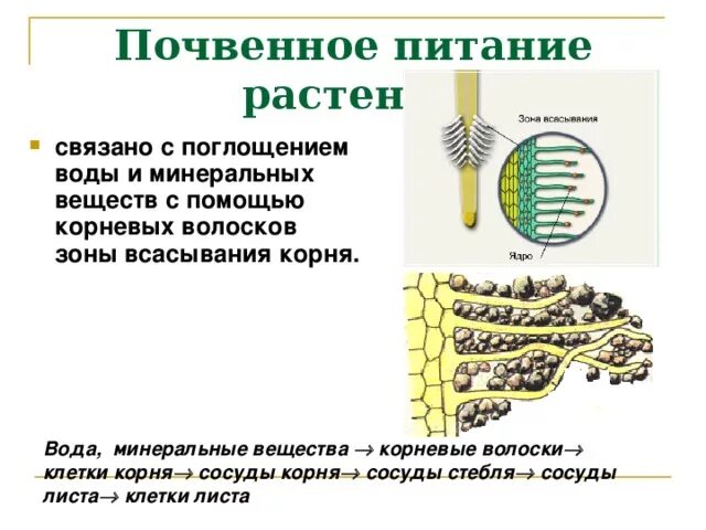 Почвенное питание растений. Минеральное питание растений. Минеральное и Корневое питание растений. Минеральное почвенное питание.