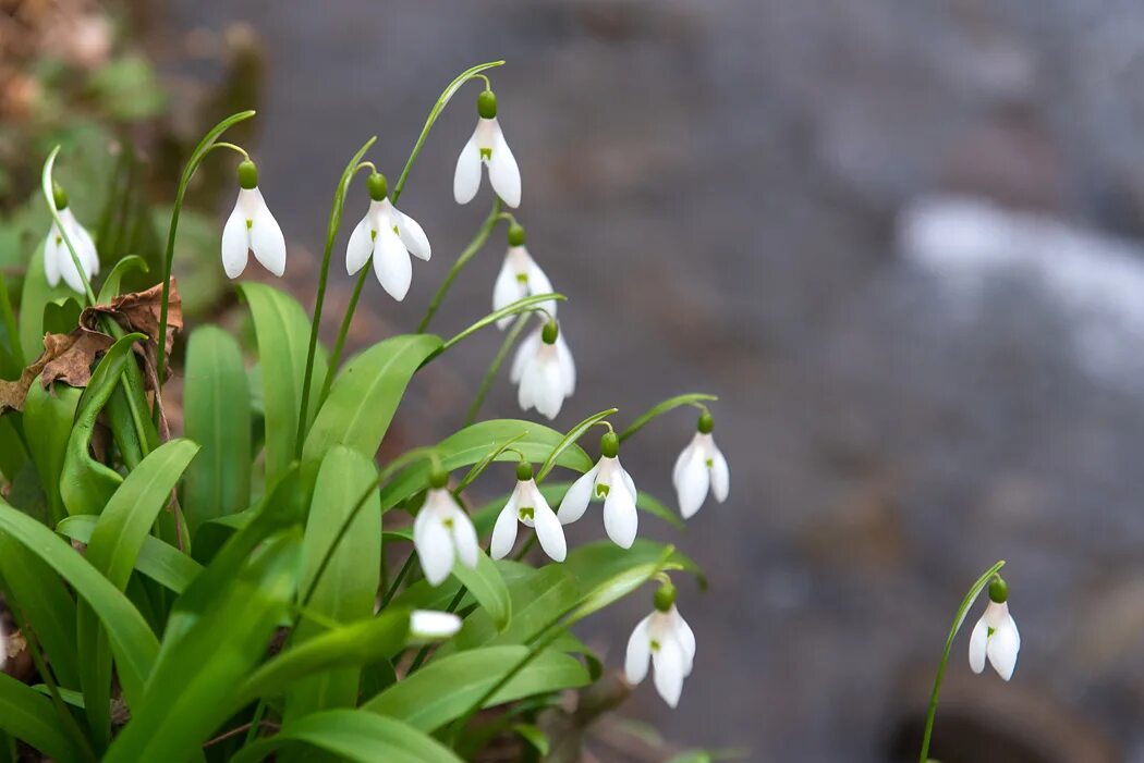 первоцветы (подснежники, крокусы, гиацинты). примула подснежник. карпатский подснежник фото. дряква подснежники первоцветы. весенний первоцвет - подснежник.
