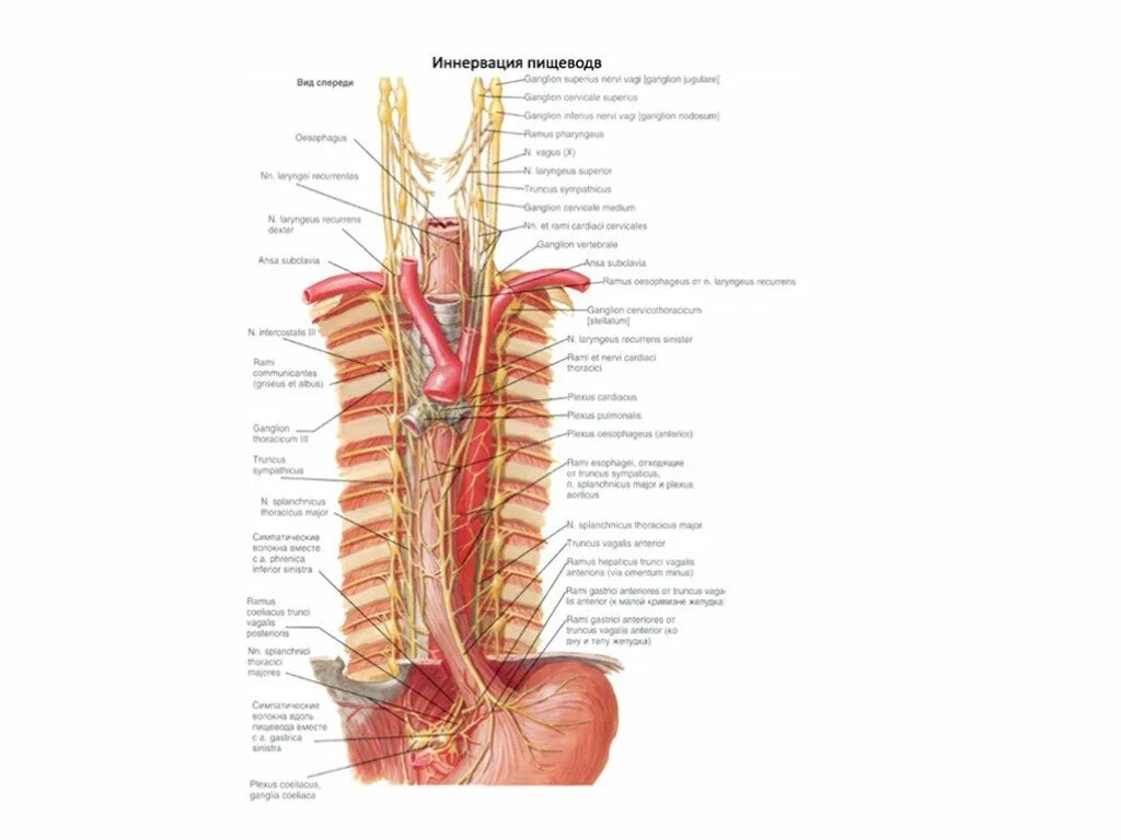 Топография пищевода анатомия. Иннервация пищевода схема. Иннервация пищевода анатомия. Лимфатические узлы пищевода анатомия.