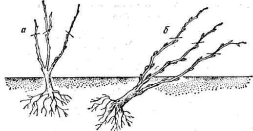 Посадка крыжовника корневая шейка. Что такое корневая шейка у саженца крыжовника. Посадка смородины весной в открытый грунт. Как садить саженцы смородины весной.