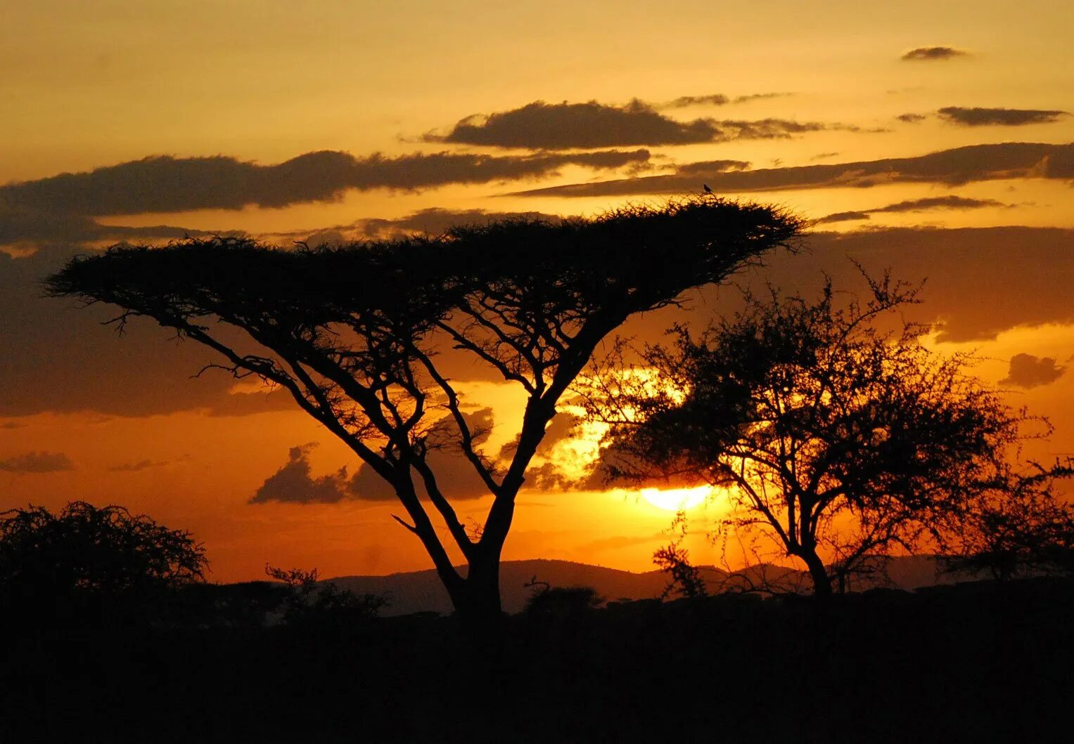Саванной восточной африки. Саванна Серенгети Танзания. Серенгети Танзания ночь. Танзания сафари закат. Парк Серенгети в Африке в Эфиопии.