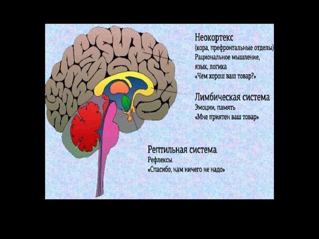Неокортекс и лимбическая система. Мозг неокортекс. Неокортекс это простыми словами