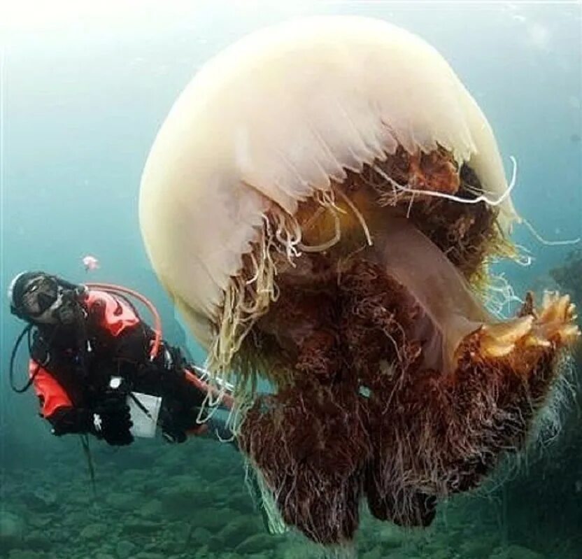 Бывают страшные и большие. Медуза цианея. Арктическая медуза цианея. Медуза цианея гигантская. Арктическая гигантская медуза цианея.