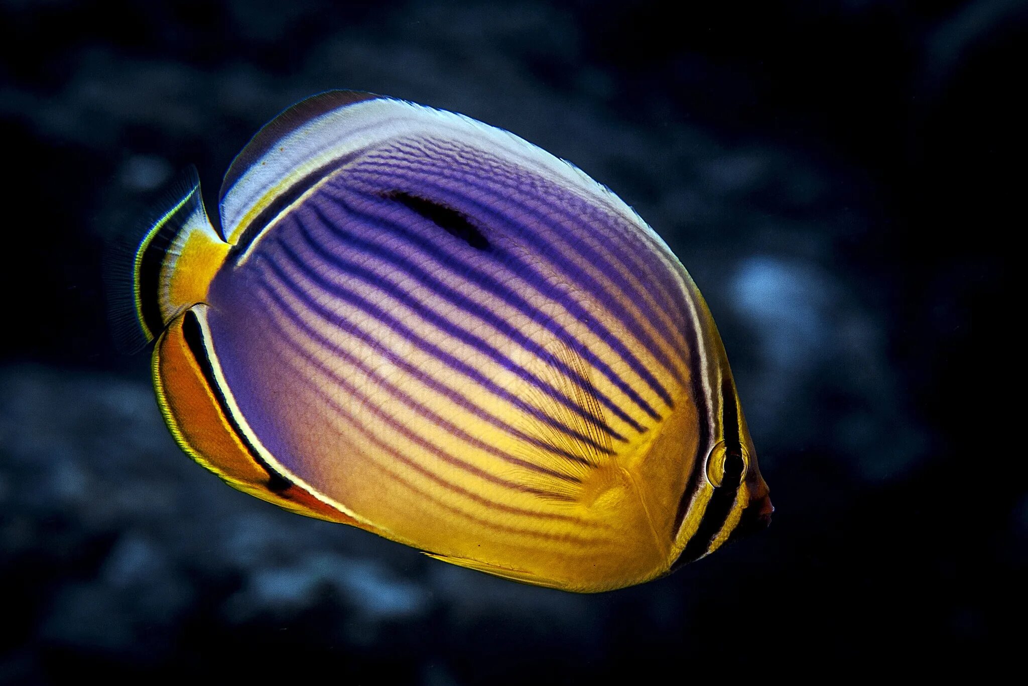 Chaetodon mitratus. Chaetodon Auriga. Рыба бабочка Раффла. Длиннорылая рыба бабочка.