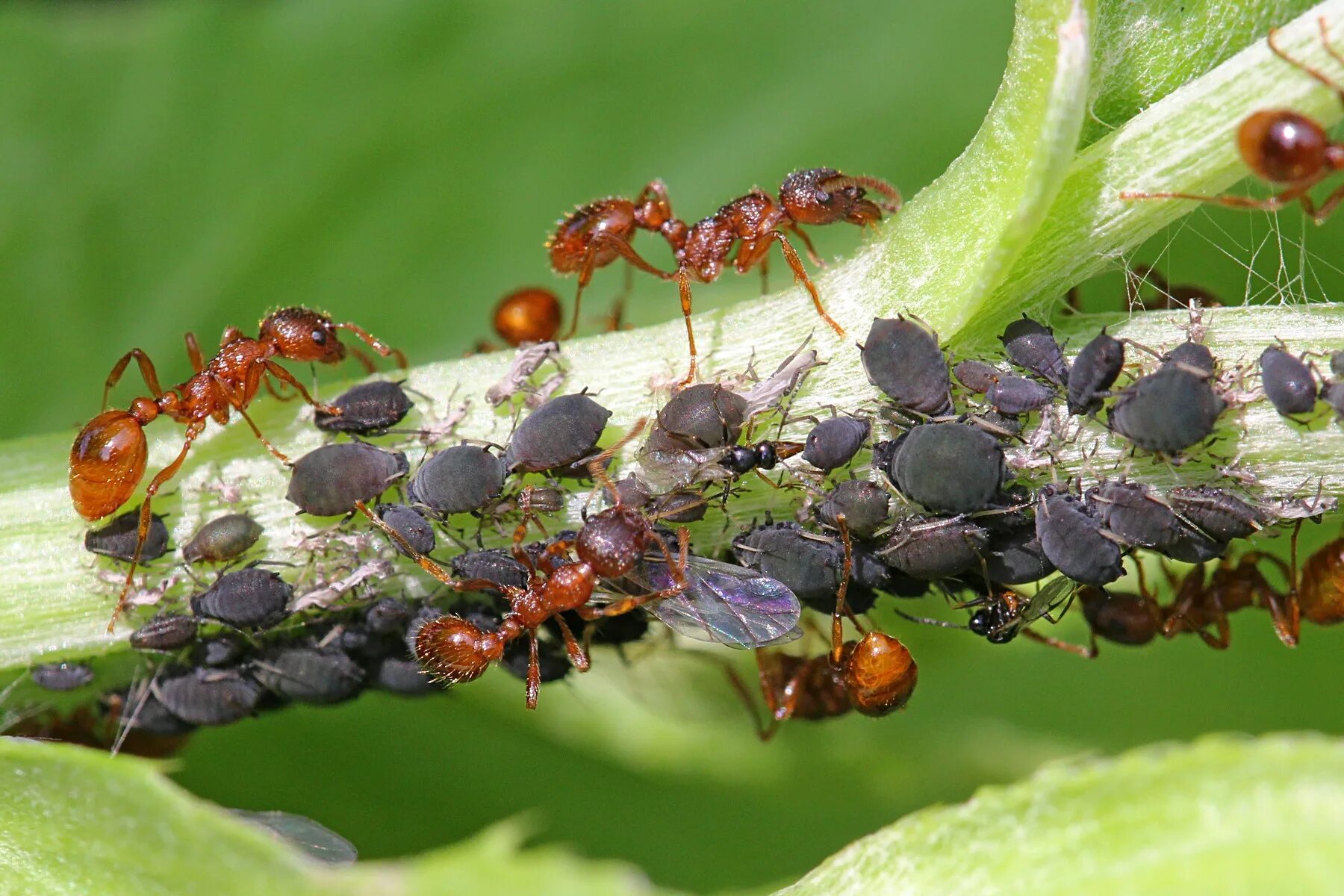 Муравьиный вид. Муравьи Myrmica rubra. Мирмика Рубра. Рыжая мирмика муравей. Жук ломехуза.