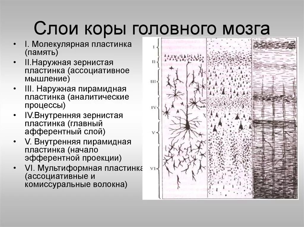 Строение мозговой коры 6 слоев. Функции слоев коры больших полушарий.