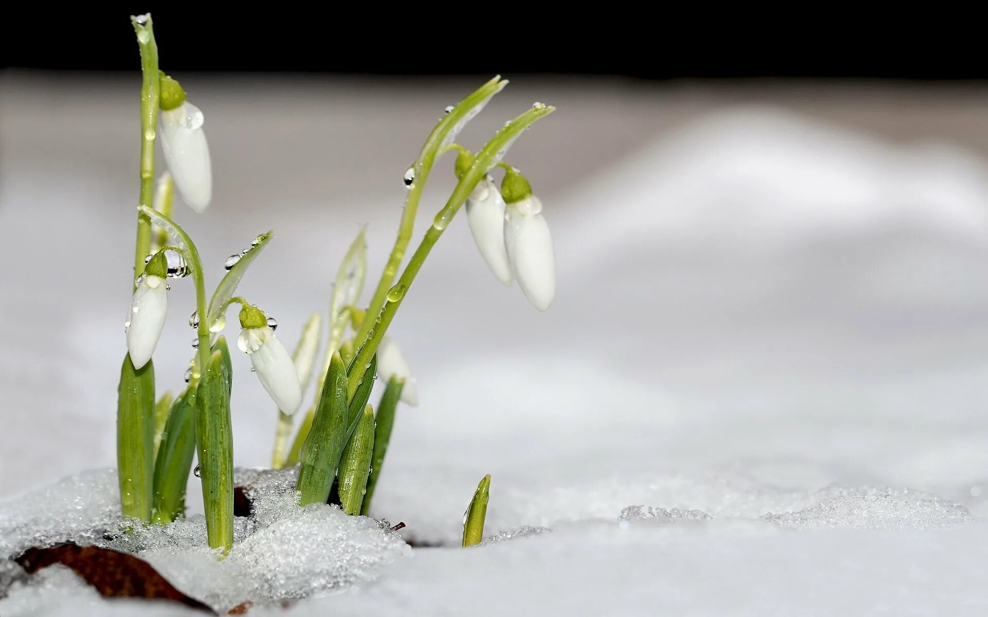 Начало весны света. Подснежник белоцветник весенний снег. Первоцветы - подснежники, Ландыши?.