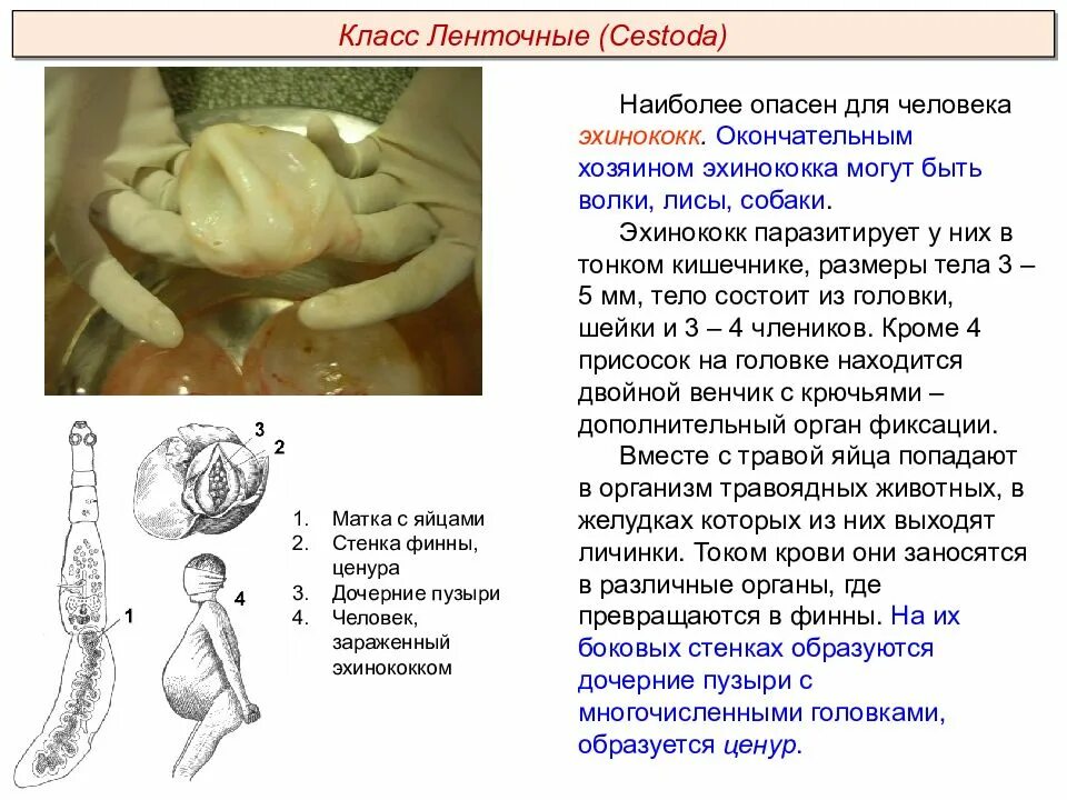 Эхинококк червь размером 3-5 мм на передней части тела. Плоские черви ленточные черви. Эхинококк червь размером 3-5 мм. Тип плоские черви ленточные черви. Аскарида личинка стрекозы