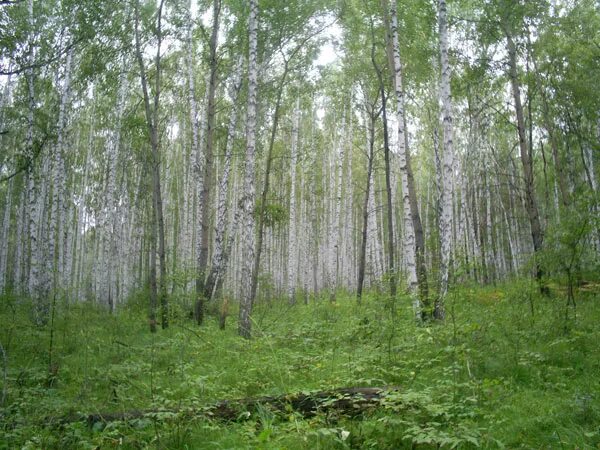 Красноярск березово. Дом купца добровольского в березово. Берёзово муравьиная роща. Березовая роща красноярск. Березовка кемеровская область.