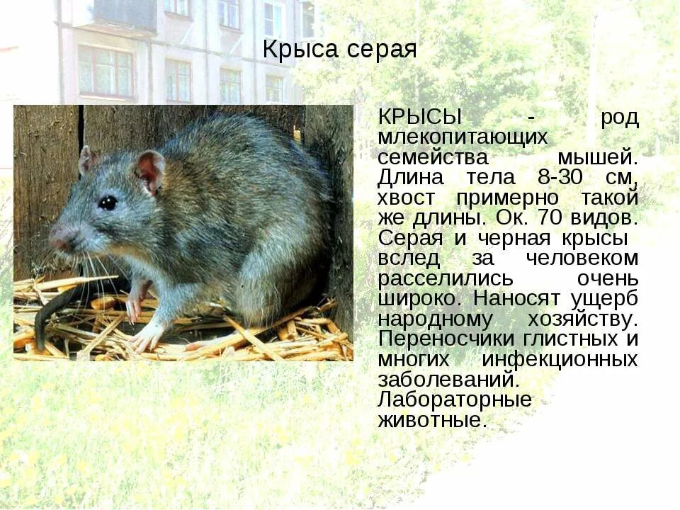 Каково значение синантропных животных в городской среде. Доклад про крыс. Доклад про крысу серую. Доклад про домашнюю крысу. Рассказ о домашних крысах.