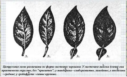 Можно заваривать листья мандарина