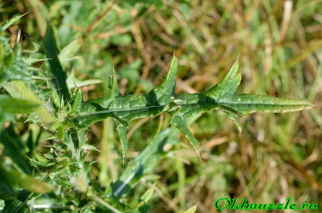 формы простых листьев с цельной листовой пластинкой. сердцевидно яйцевидный лист. дуговидное жилкование листовой пластинки. съедобные стебли. растения с трубчатым стеблем.