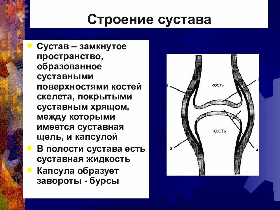 Чем покрыты суставные поверхности костей. Строение сустава. 3. Строение сустава. Строение сустава животного. Хрящ покрывающий суставные поверхности костей.