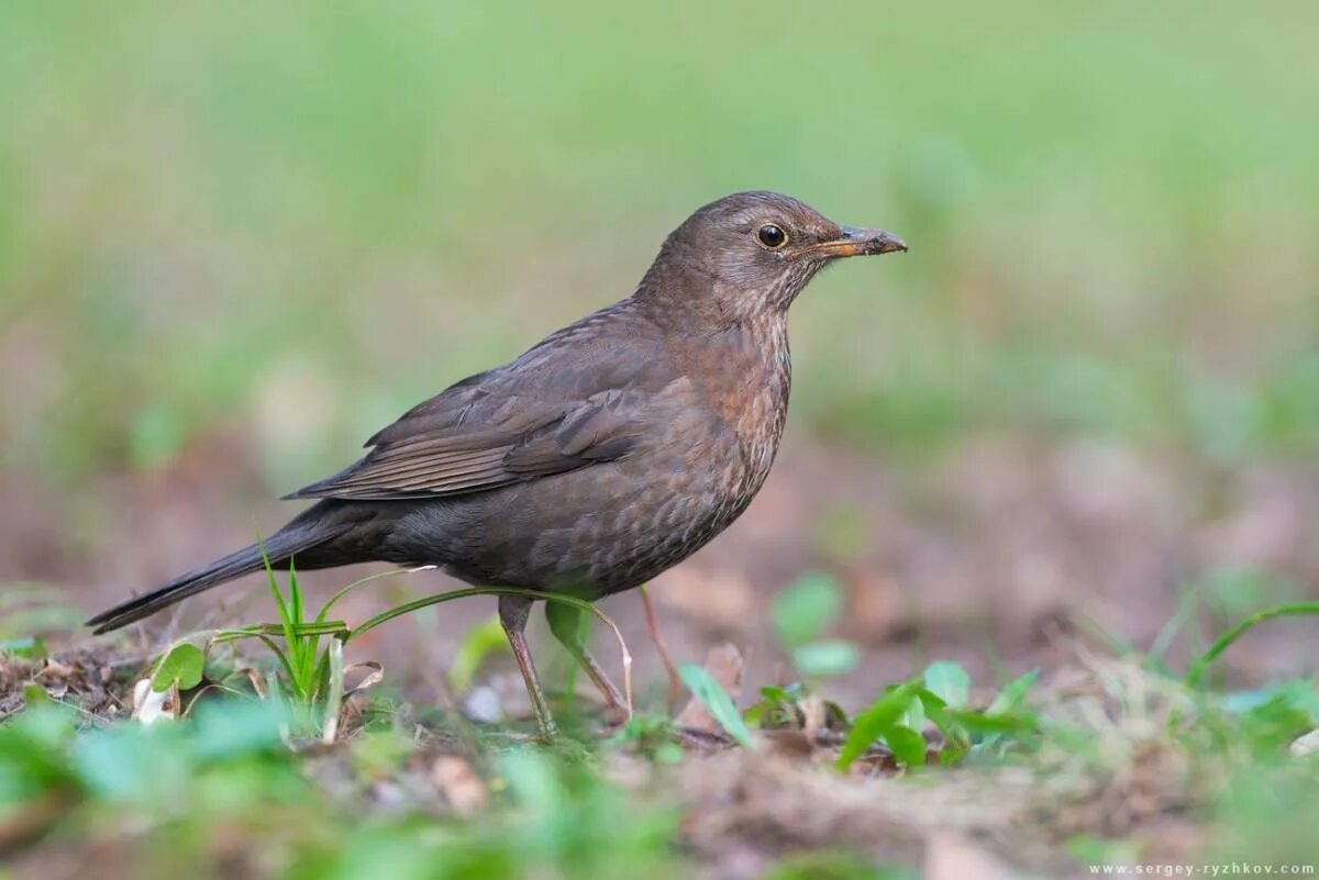 Мухоловка Коноплянка горихвостка. Turdus Merula. Боровая сорока Сойка. Коричневая птица.