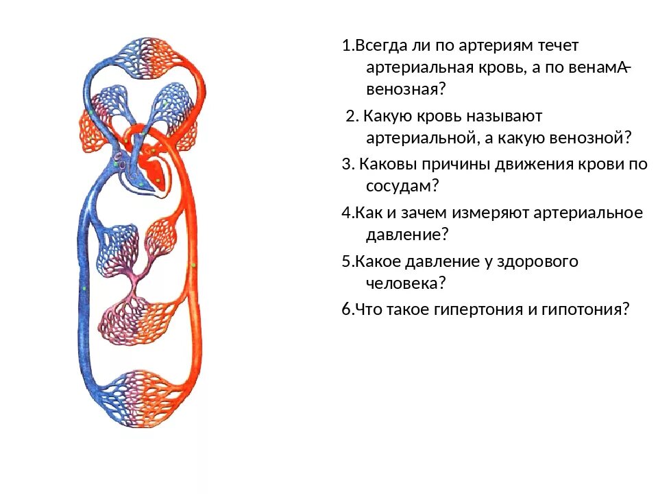 Происходит образование венозной крови из артериальной круг. По каким сосудам течет артериальная кровь в сердце. Артериальная кровь в системе кровообращения человека течёт в:. Система кровообращения схема. Венозная кровь в Малом круге кровообращения.