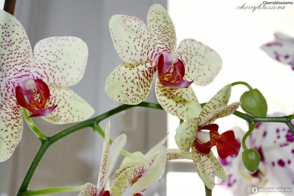 Флоревиль орхидеи. Орхидеи оптовые склады. Орхидея польша jmp. Орхидеи со склада. Орхидея фабрика.