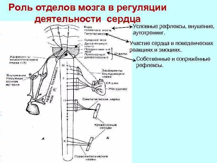 Схема рефлекторной регуляции деятельности сердца. Схема нервно-рефлекторной регуляции деятельности сердца. Рефлекторная дуга деятельности сердца. Рефлекторная регуляция сердечной деятельности схема. Кашлевой рефлекс какой отдел мозга