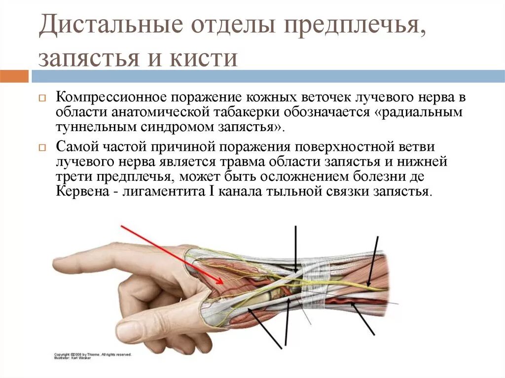 Радиальный туннельный синдром лучевого нерва. Туннельные синдромы верхних конечностей. Туннельный синдром анатомия. Дистальные межфаланговые суставы кисти. Нейропатия локтевого нерва мкб