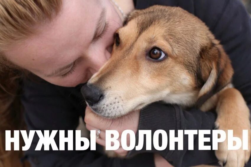 Помощь животным 33. Волонтерство собак. ищем волонтеров для помощи животным. нужны волонтеры в приют для животных. срочно нужны волонтеры.