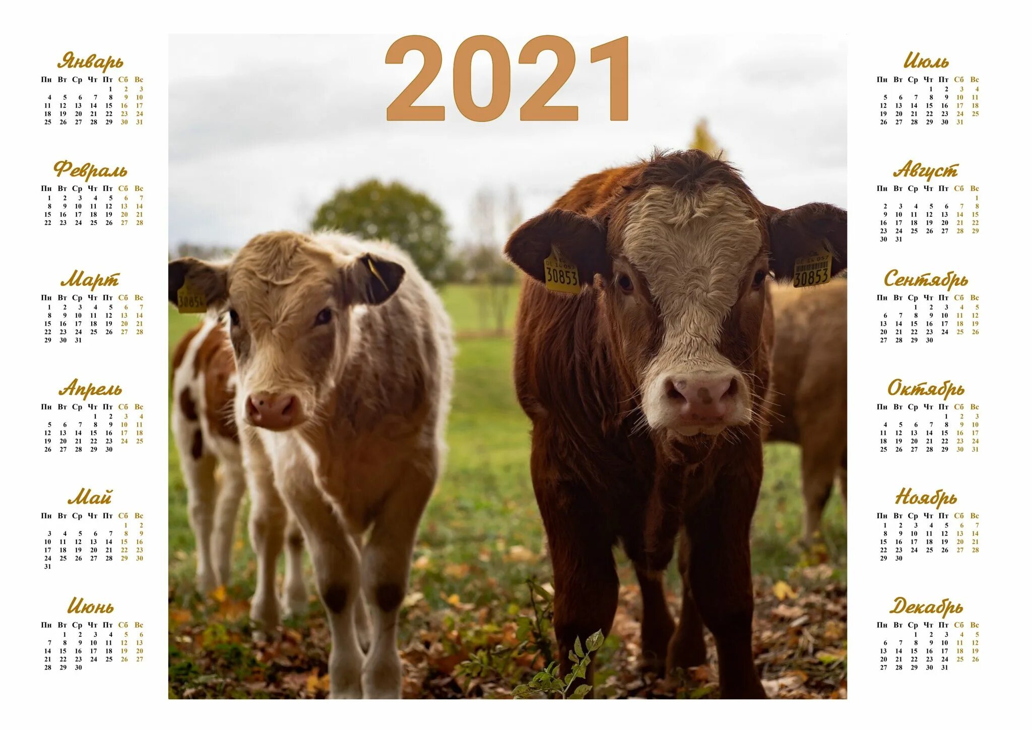 2021 Год. Календарь 2021. Календарь 2021 года. Календарь 2021 с быком. Календарь 2021 года какой год
