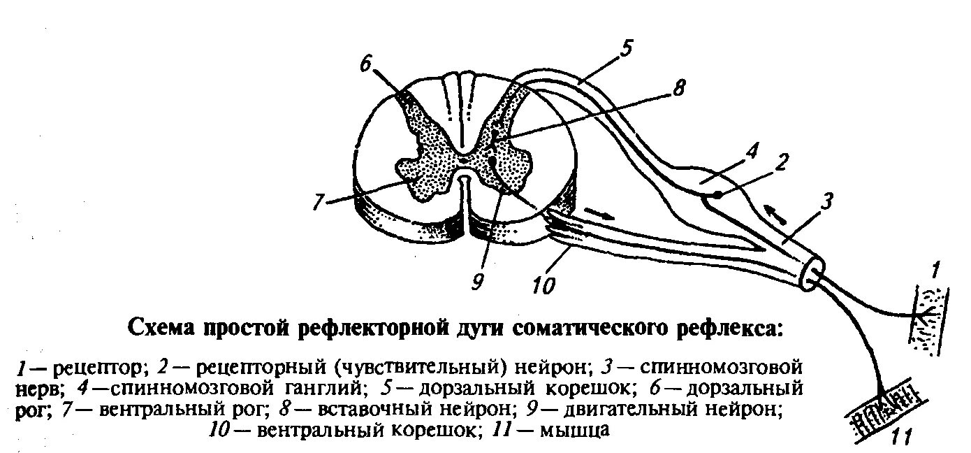 Рефлекторная дуга рисунок. Строение рефлекторной дуги схема. Схема простой рефлекторной дуги дуга. Структура рефлекторной дуги рисунок. Рефлекторная дуга соматического рефлекса рисунок.