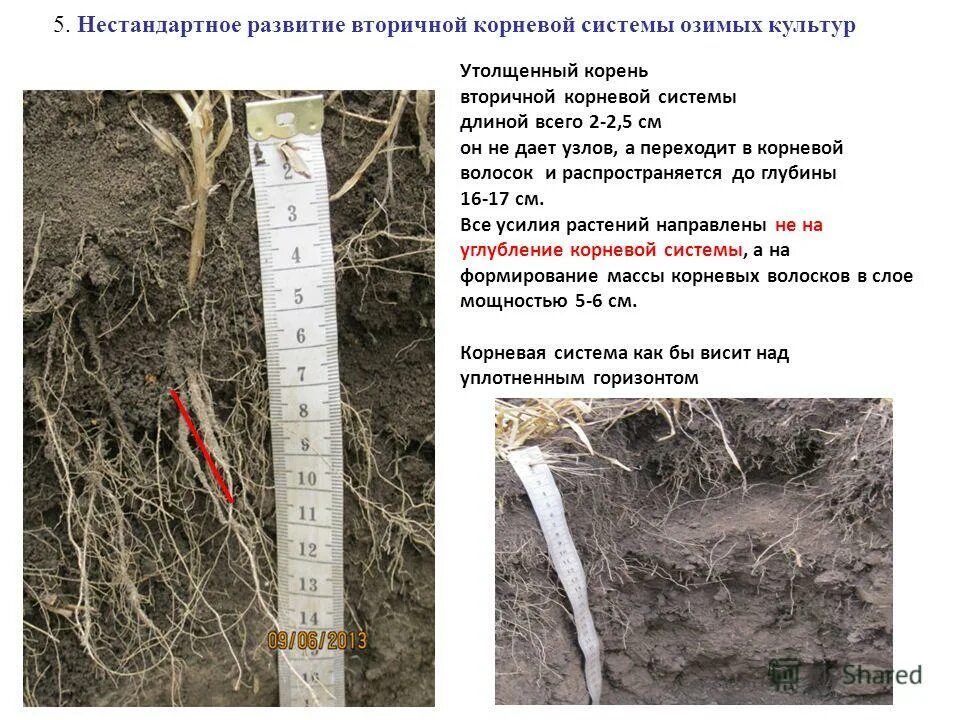 Корневая добавить