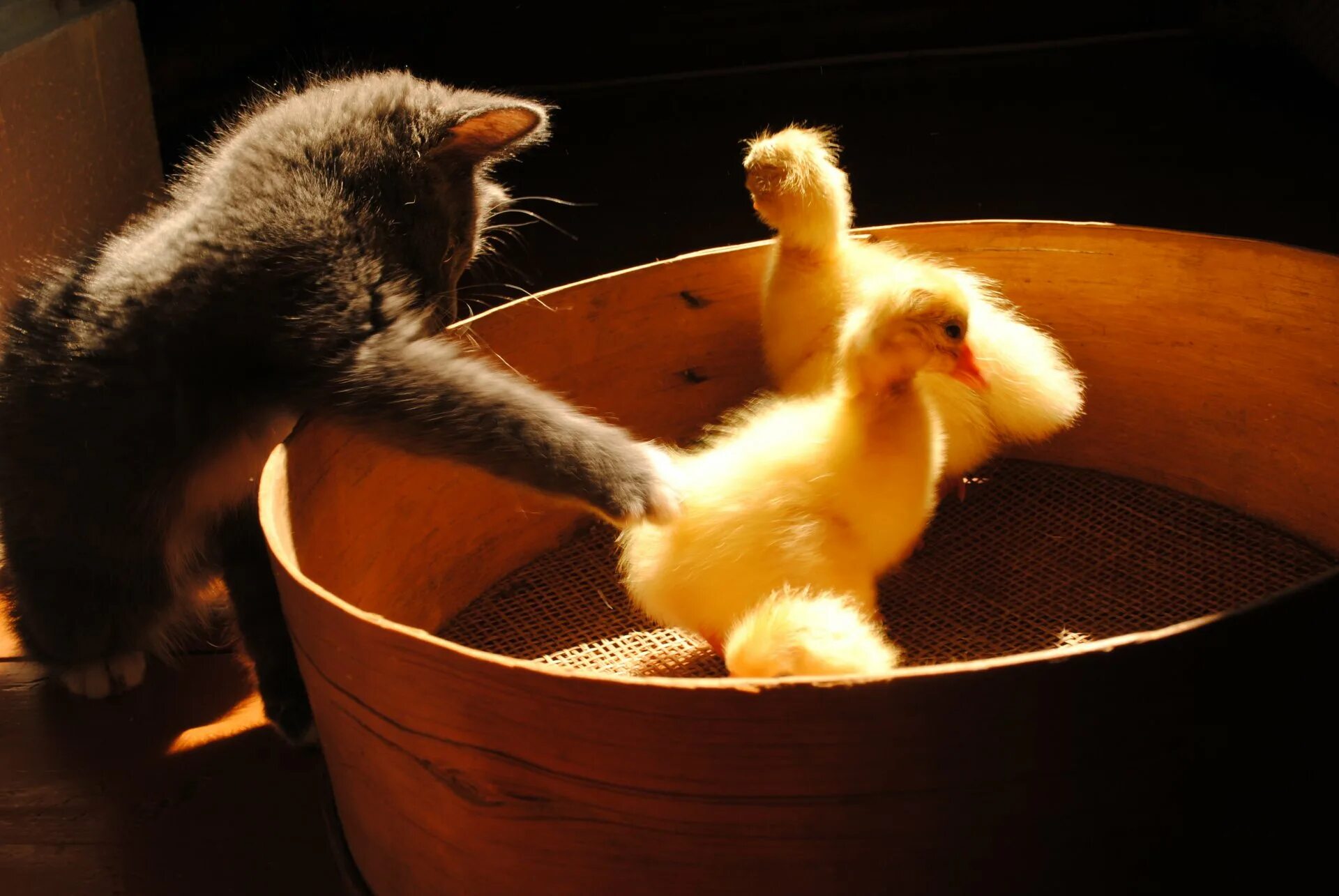 Cat duck. Котенок и цыпленок. Котенок и утенок. Доброе утро с утятами. Утята фото.