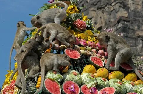 Monkey fruits