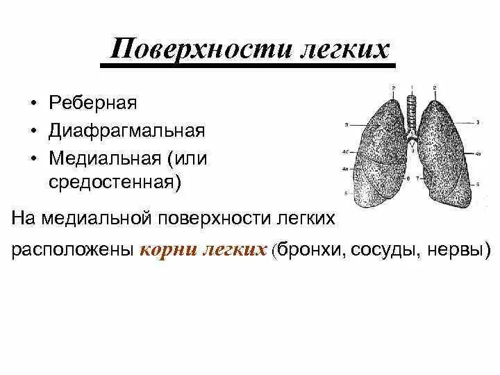 Отношение поверхности кожи к поверхности легких