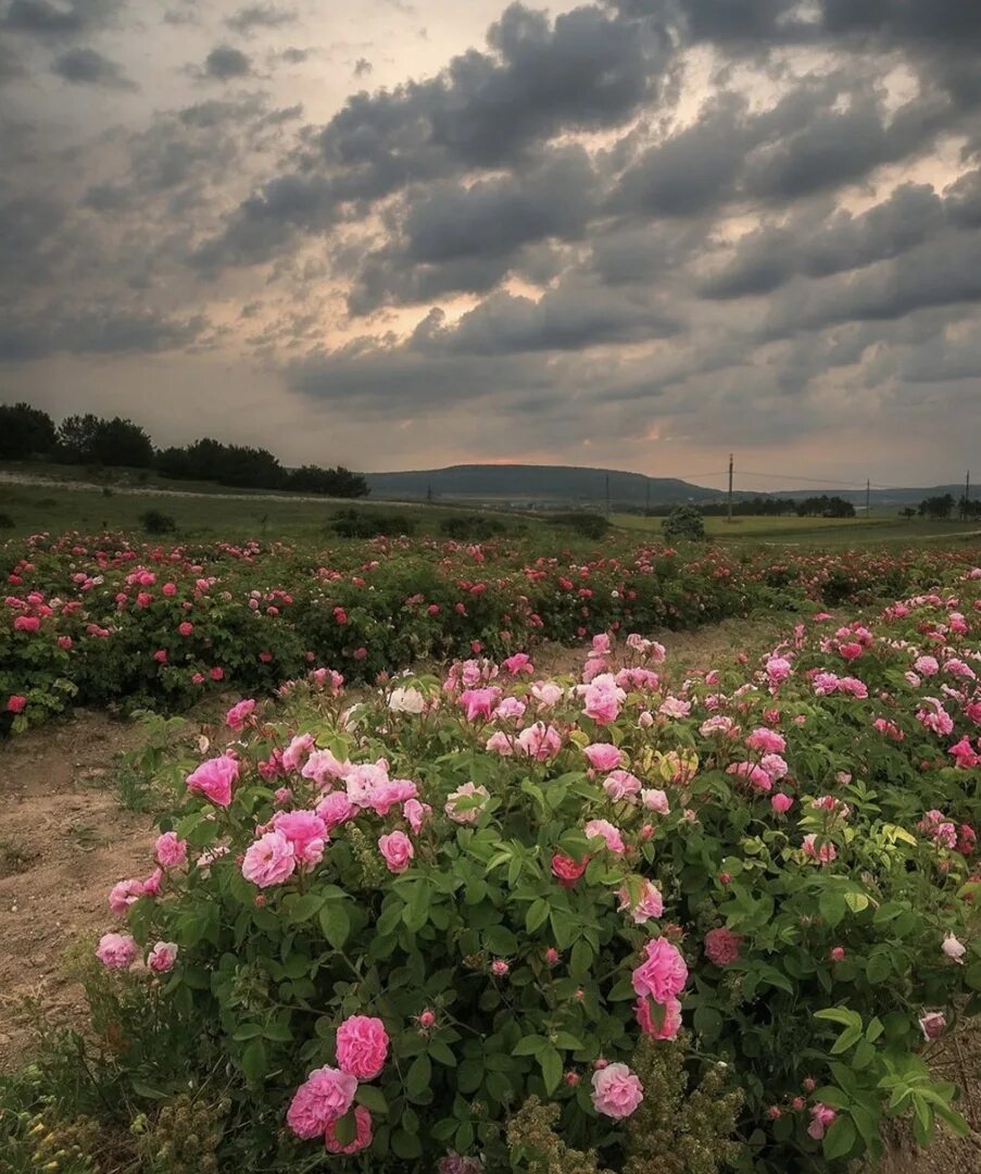 Розовые поля в крыму