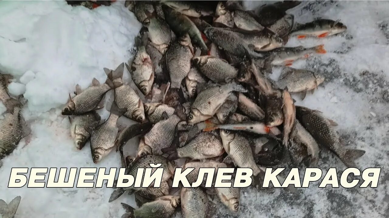 Бешеный клев. Бешеный карась.