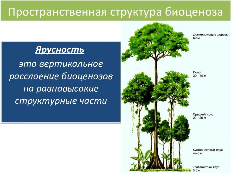 Имеющим два вертикальных и