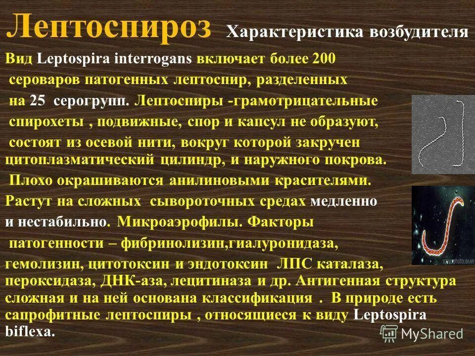 Признаки лептоспироза. Лептоспиры. Лептоспиры возбудитель. Характеристика возбудителя лептоспироза.