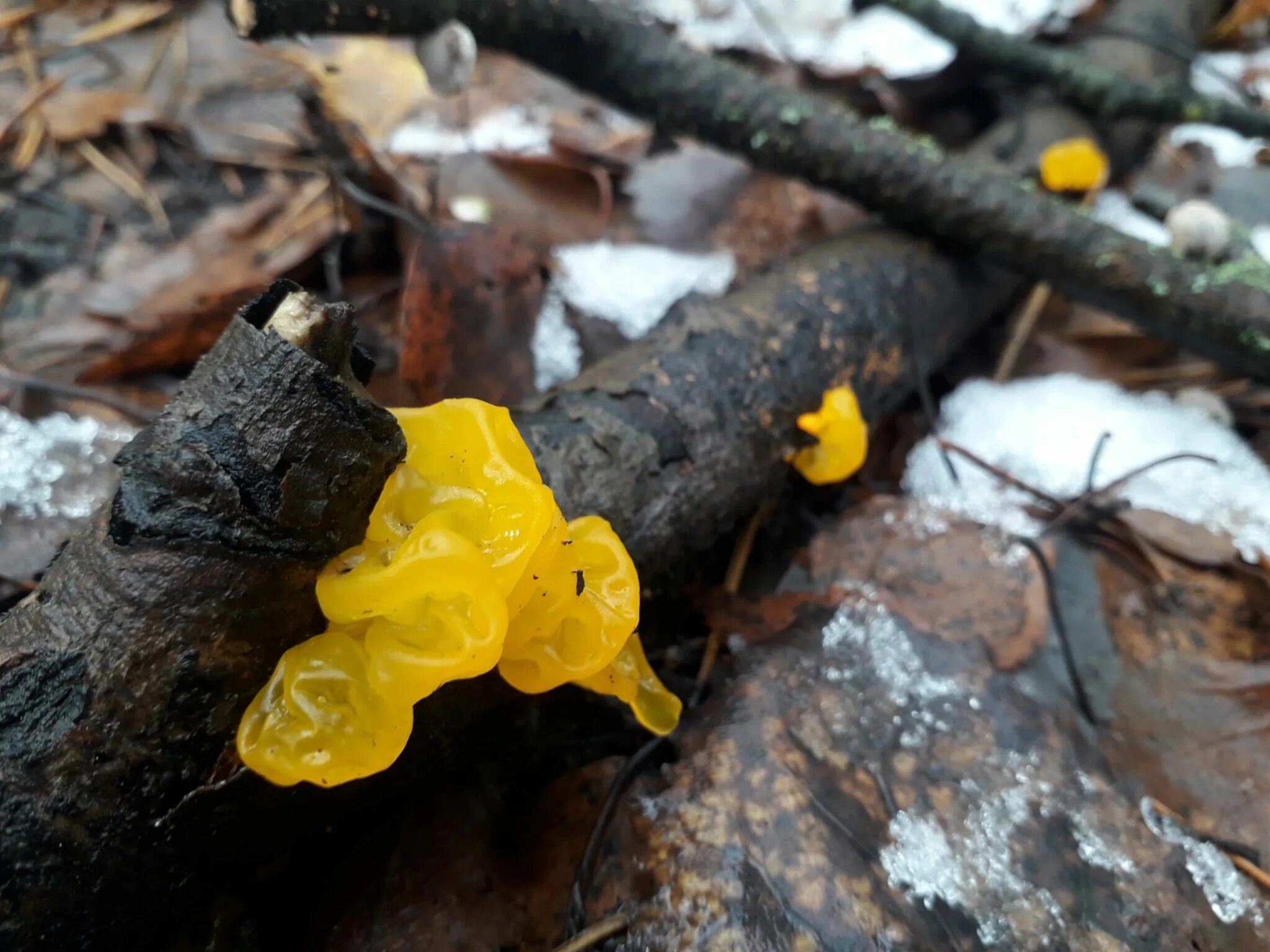 Дрожалка оранжевая (Tremella mesenterica). Дрожалка оранжевая съедобный гриб. Слизевик Дрожалка оранжевая. Дрожалка сморчковая.