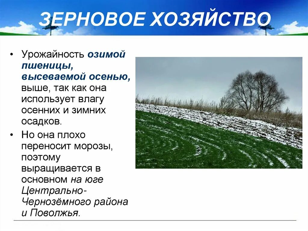 Озим значение. Озимые культуры презентация. яровые и озимые культуры. озимые культуры это в истории. озимые это кратко.