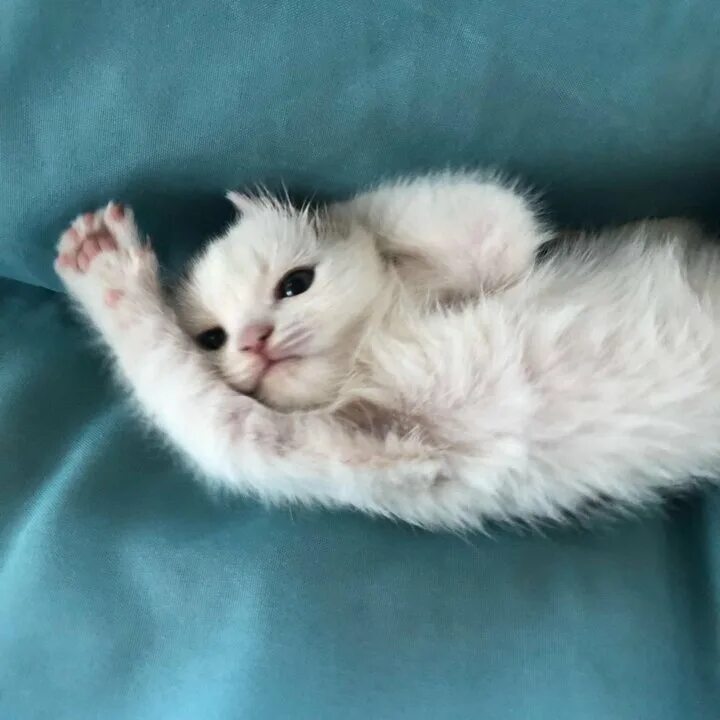 кошечка 1 месяц. кошка 1 месяц. кошечка 1 месяц. котята которым 1 месяц. кошечка 1 месяц.