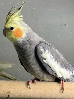 Корелла природный
