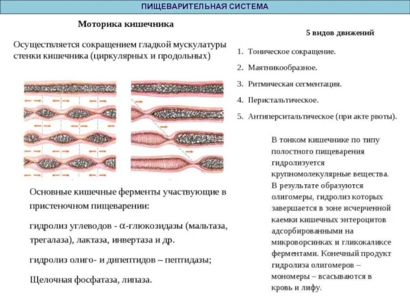 Усиленная моторика кишечника. Сокращения тонкого кишечника. Типы сокращений тонкой кишки. Типы сокращений тонкого кишечника. Типы перистальтики кишечника.