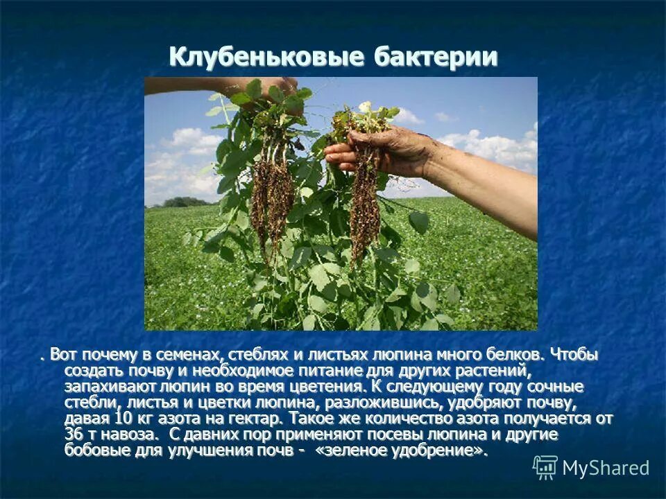 Клевер - клубеньковые азотфиксирующие бактерии. Клубеньковые бактерии являются по питанию. Клубеньковые бактерии являются по питанию. Клубеньковые бактерии являются по питанию. Бактериальные клубеньки бобовые.