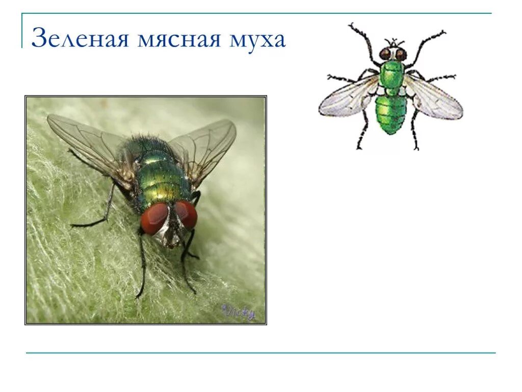 Зеленая мясная муха тип развития. Зеленая мясная Муха. Насекомые зеленая мясная Муха. Превращение мухи. Муха отряд.