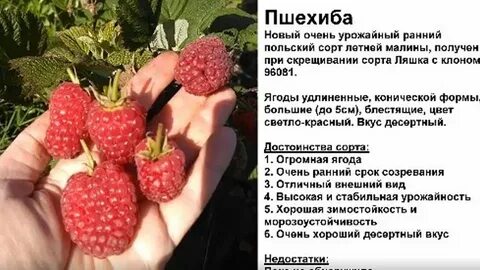 Малина пшехиба описание сорта урожайность характеристика фото
