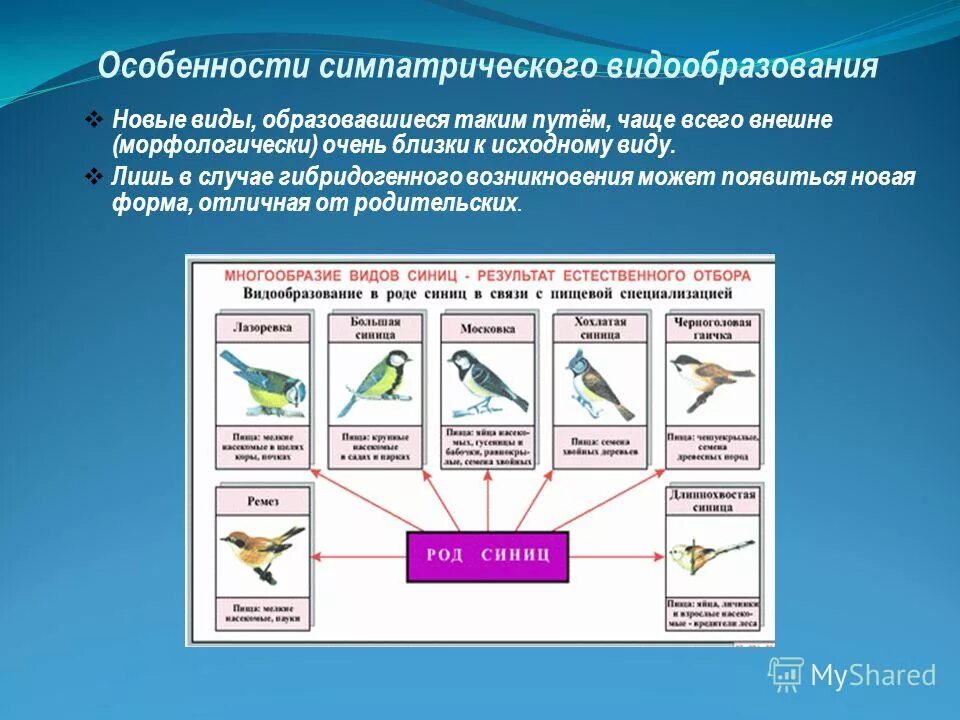 Способы видообразования биология 11 класс таблица. Этапы экологического видообразования биология 9 класс. Схема видообразования с примерами. Способы видообразования биология ЕГЭ. Экологическое видообразование возникает в результате