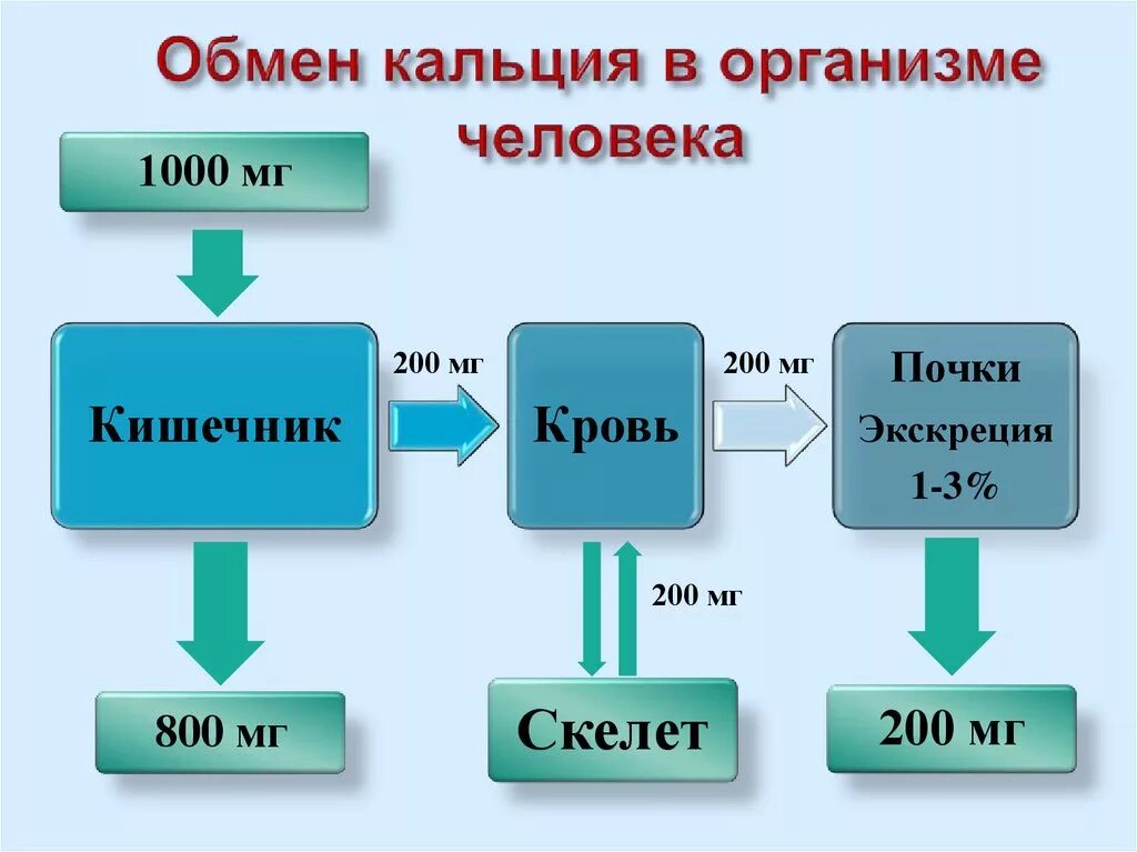 Обмен кальция в организме схема. Схема регуляции обмена кальция. Обмен ионов кальция и фосфора в организме. Метаболизм кальция.