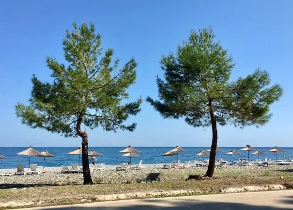 Пицунда пальмы. Реликтовая сосновая роща в пицунде. Реликтовая роща лидзава. Пицунда абхазия сосны море. Пицунда ели.