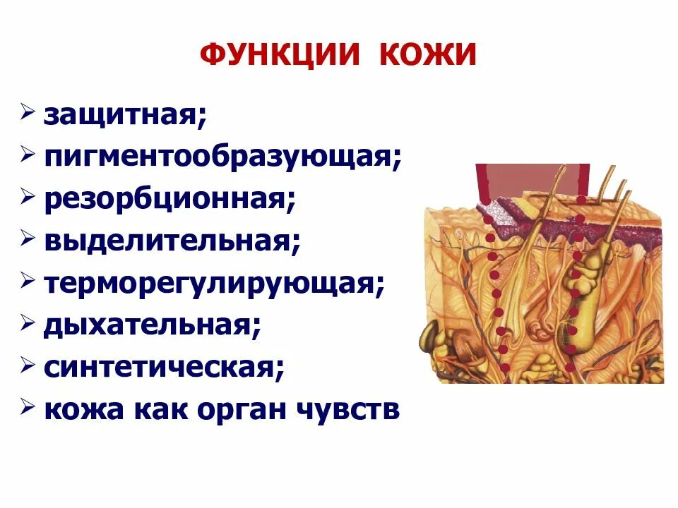 Функции кожи 9 класс биология. Функции кожи. Кожа и функции кожи. Строение и функции кожи. Функции кожи презентация.