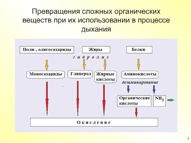 В процессе дыхания образуется органические вещества